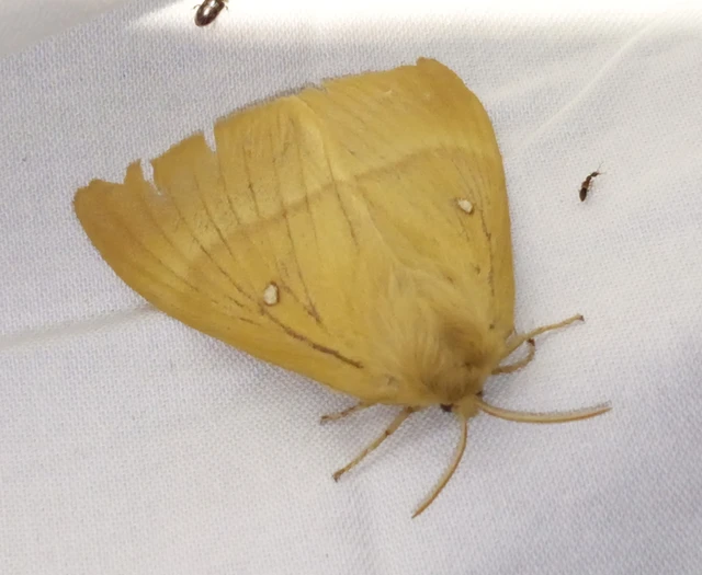 Lasiocampa quercus - tölgyfaszövő