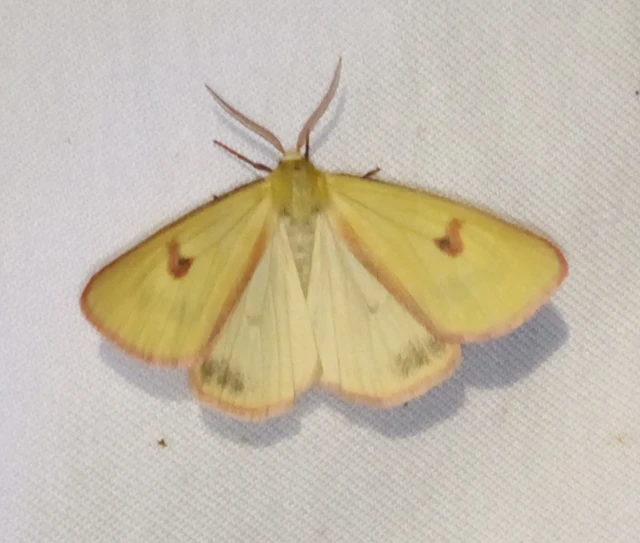 Diacrisia sannio - vörösszélű medvelepke