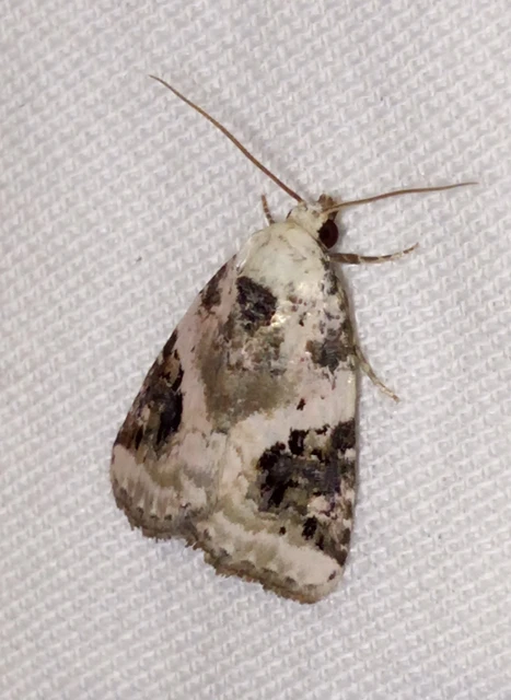 Pseudeustrotia candidula - fehéres apróbagoly