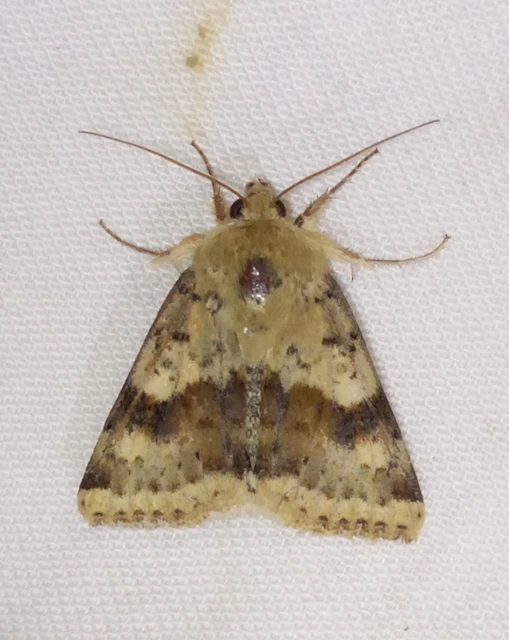Heliothis viriplaca - mácsonyabagoly