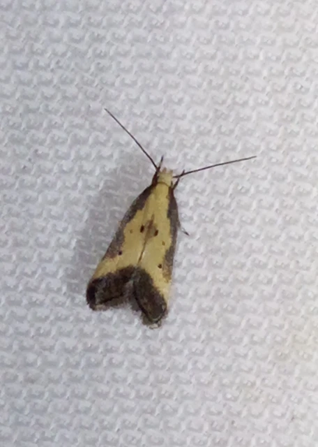 Brachmia dimidiella - citromkocsord-lápimoly