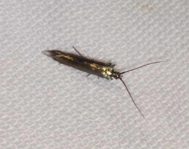 Coleophora