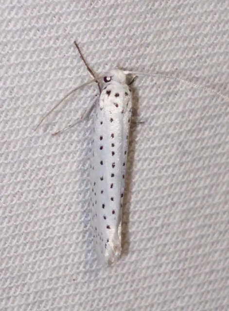 Yponomeuta evonymella - pókhálós májusfamoly