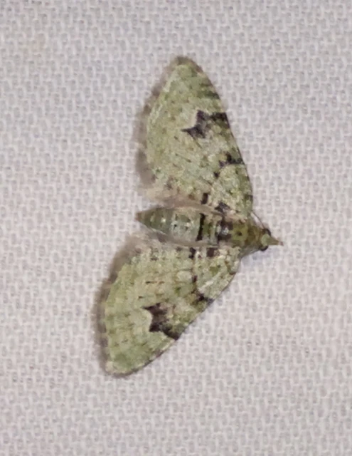 Chloroclystis v-ata - zöldes törpearaszoló