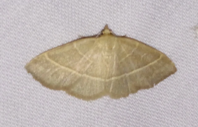 Trisateles emortualis - sárgacsíkos karcsúbagoly