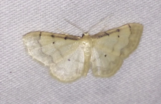 Idaea politaria - vonalas apróaraszoló