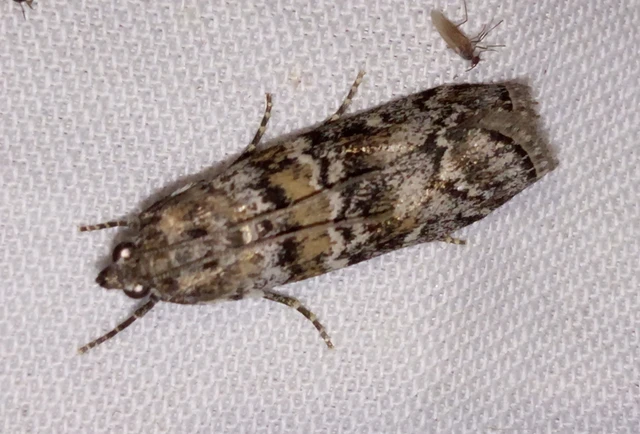 Dioryctria