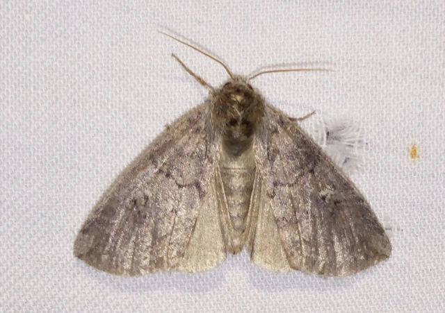 Tethea or - bélyeges pihésszövő