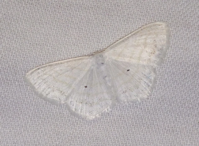 Scopula caricaria - mocsári fehéraraszoló