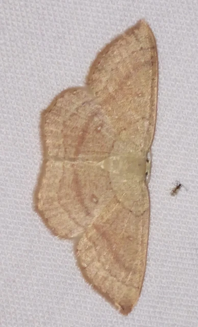 Cyclophora linearia - vonalas pettyesaraszoló