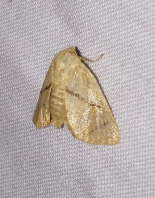 Apoda limacodes - kagylólepke