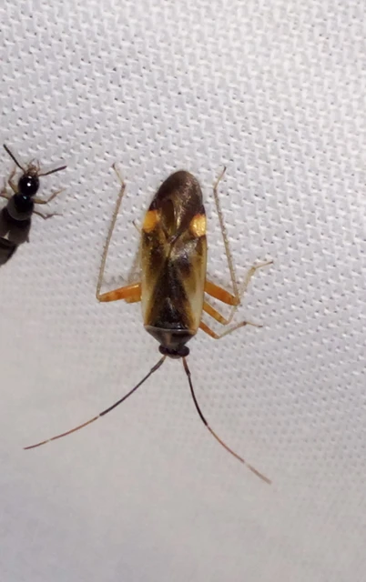 Adelphocoris seticornis - szegélyes mezeipoloska