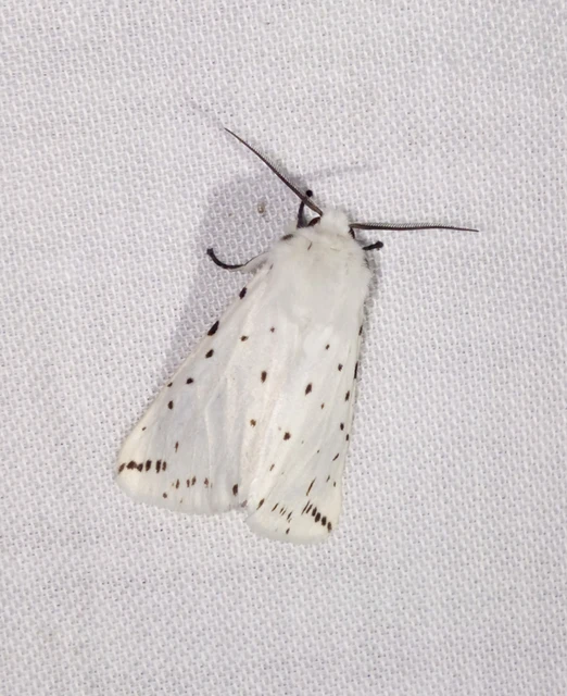 Spilosoma lubricipedum - tejszínű medvelepke