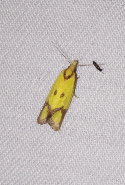 Agapeta zoegana - barnacsíkos sárgamoly