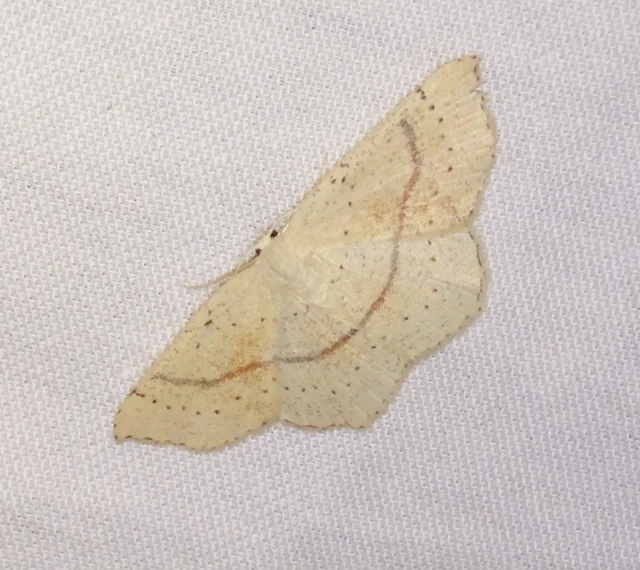Cyclophora punctaria - sávos pettyesaraszoló