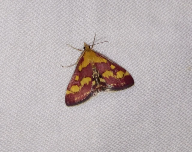Pyrausta purpuralis - közönséges bíbormoly