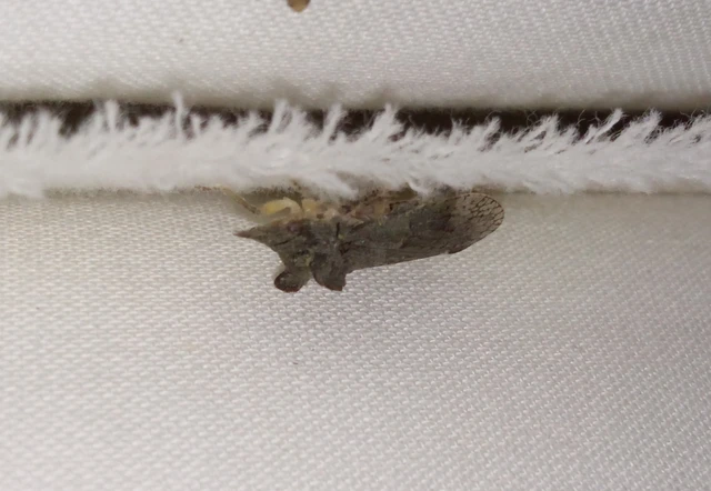 Ledra aurita - füleskabóca