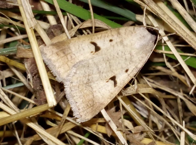 Lygephila pastinum - közönséges csüdfűbagoly