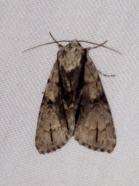 Acronicta alni - éger-szigonyosbagoly