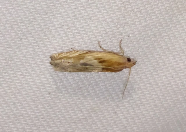 Eucosma
