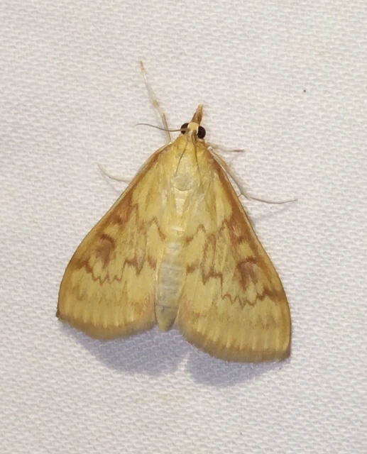 Ostrinia nubilalis - kukoricamoly