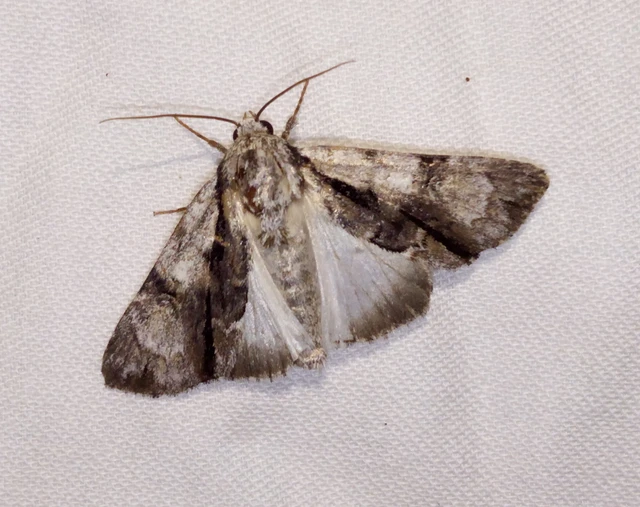 Acronicta alni - éger-szigonyosbagoly