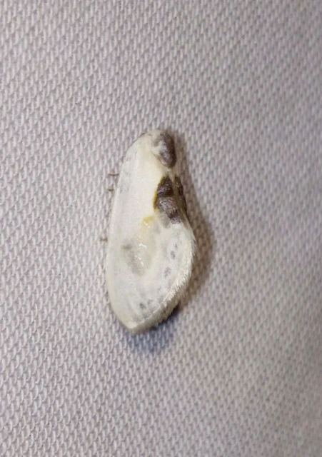 Cilix glaucata - törpe sarlósszövő