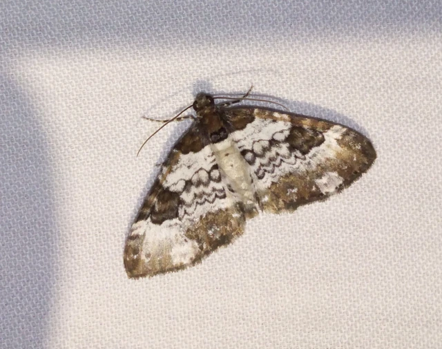 Melanthia procellata - hullámos tarkaaraszoló