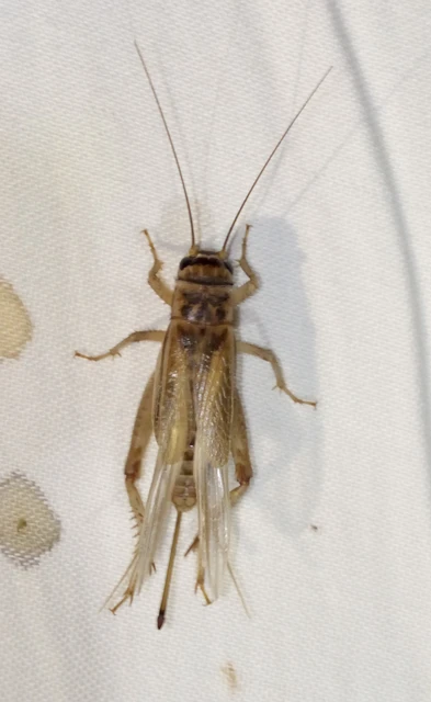 Acheta domesticus - házi tücsök