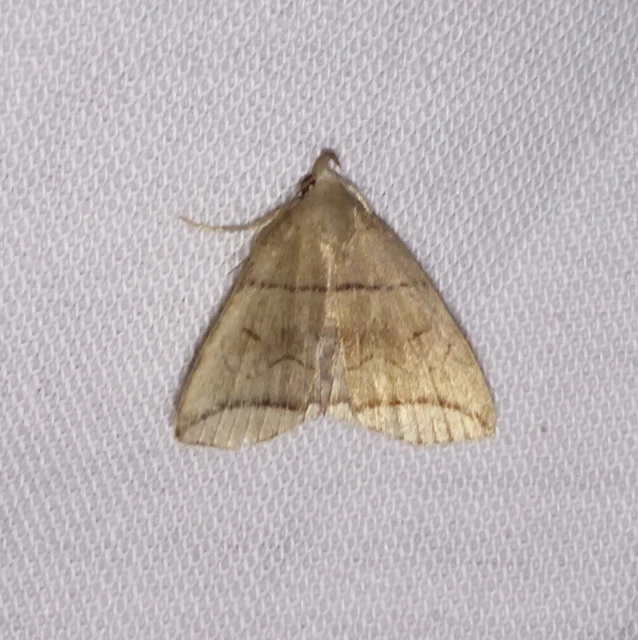 Herminia grisealis - ligeti karcsúbagoly