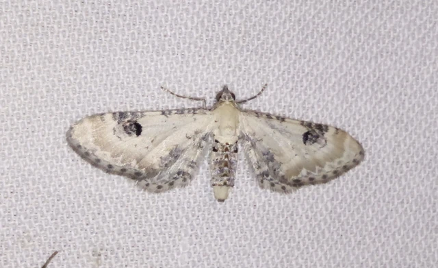 Eupithecia centaureata - búzavirág-törpearaszoló