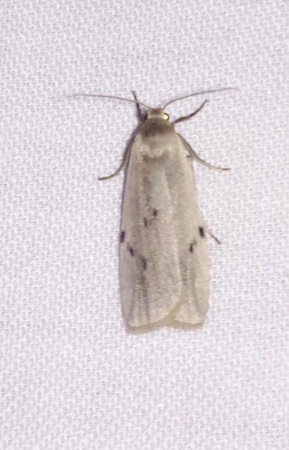 Pelosia muscerda - hamvas zuzmószövő