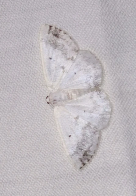 Lomographa temerata - foltos fehéraraszoló