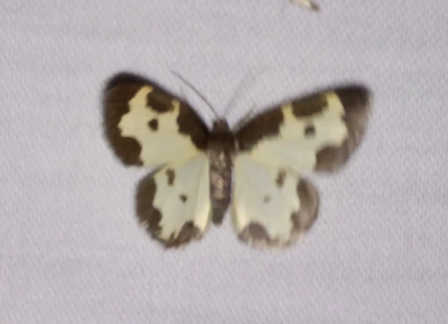 Lomaspilis marginata - szegélyes nyárfaaraszoló