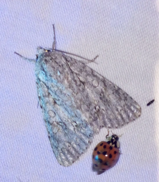 Acronicta aceris - vadgesztenye-szigonyosbagoly