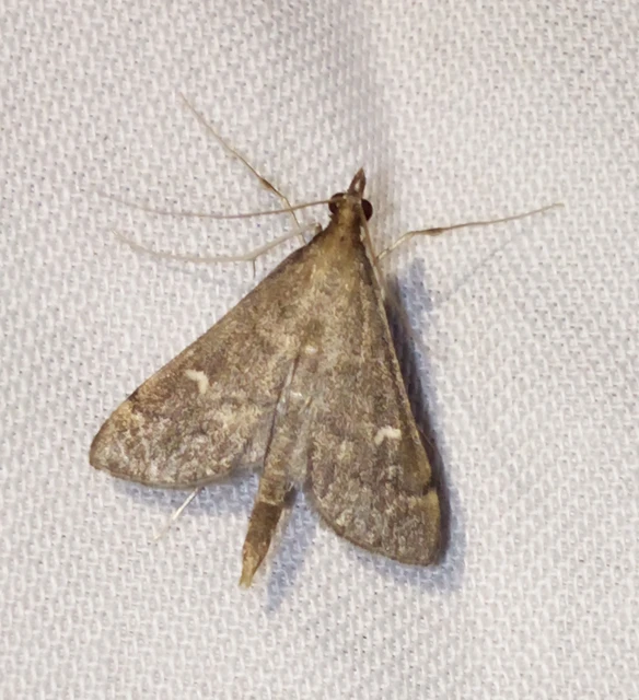 Dolicharthria punctalis - hosszúlábú tűzmoly