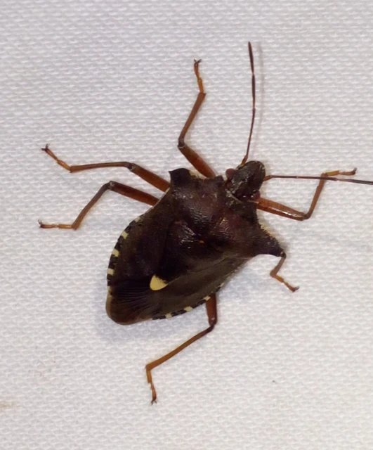 Pentatoma rufipes - vöröslábú címerespoloska Pentatoma rufipes - vöröslábú címerespoloska