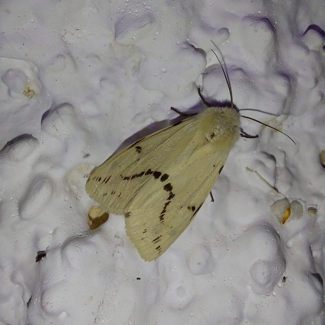 Spilarctia lutea - sárgás medvelepke