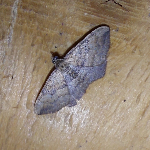 Orthonama obstipata - vándoraraszoló