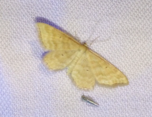 Idaea serpentata - kis sávosaraszoló