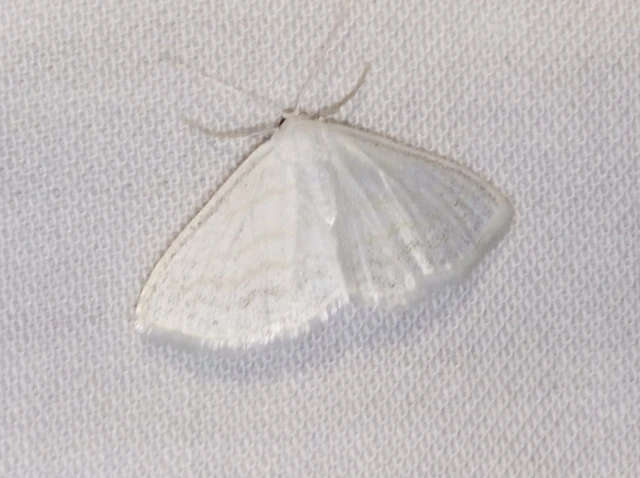 Scopula caricaria - mocsári fehéraraszoló