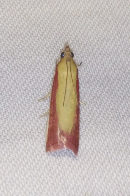 Oncocera semirubella - lucernamoly