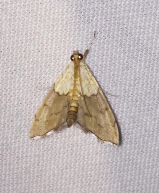 Agrotera nemoralis - ligeti tűzmoly