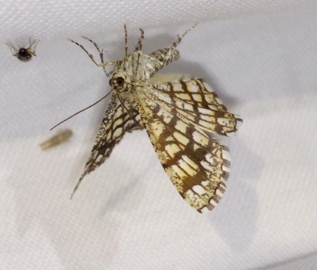 Chiasmia clathrata - rácsos rétiaraszoló