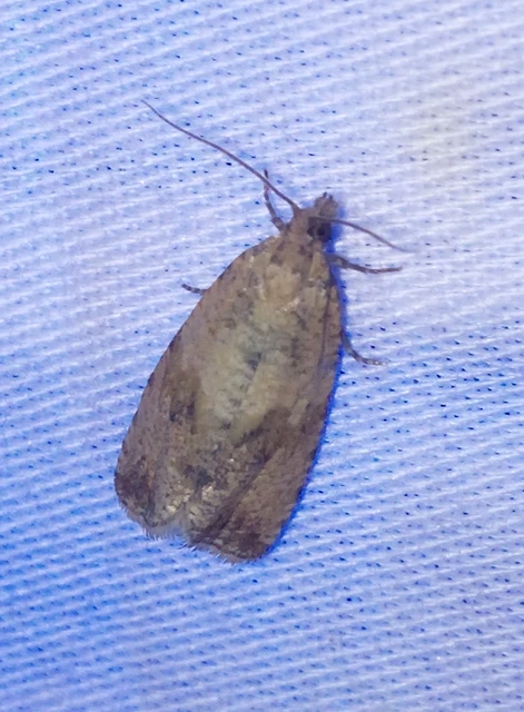 Celypha striana - pitypangfúró tükrösmoly
