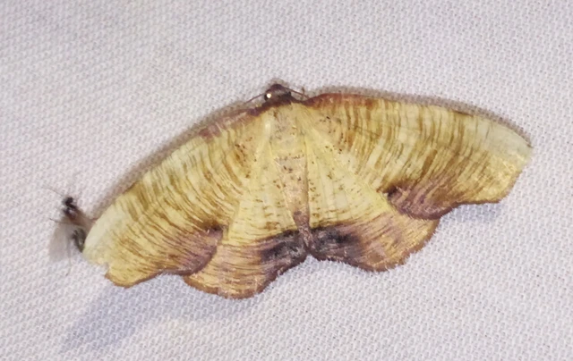 Plagodis dolabraria - baltaszárnyú araszoló