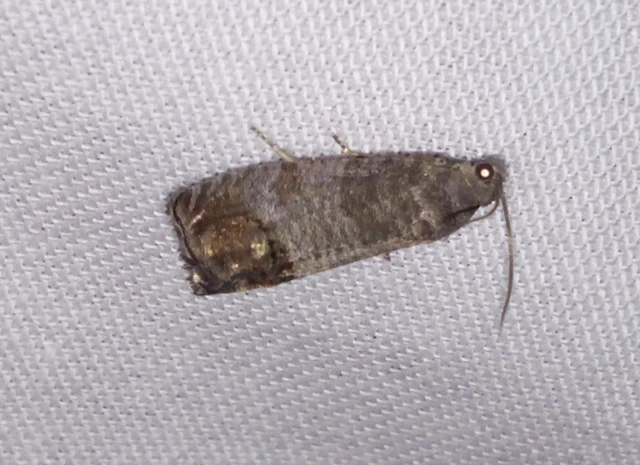 Cydia pomonella - almamoly