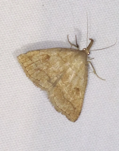 Polypogon gryphalis - láperdei karcsúbagoly