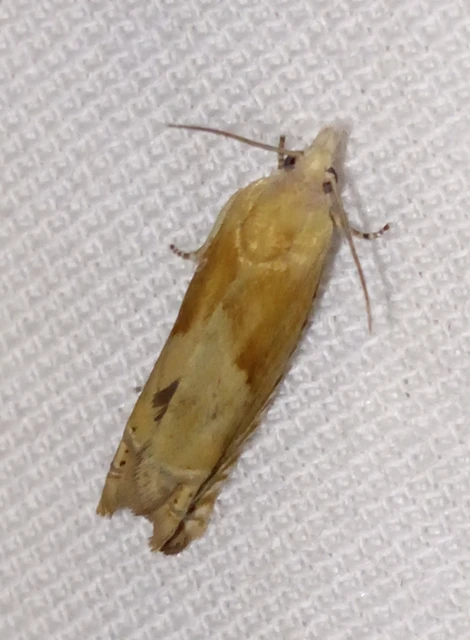 Eucosma