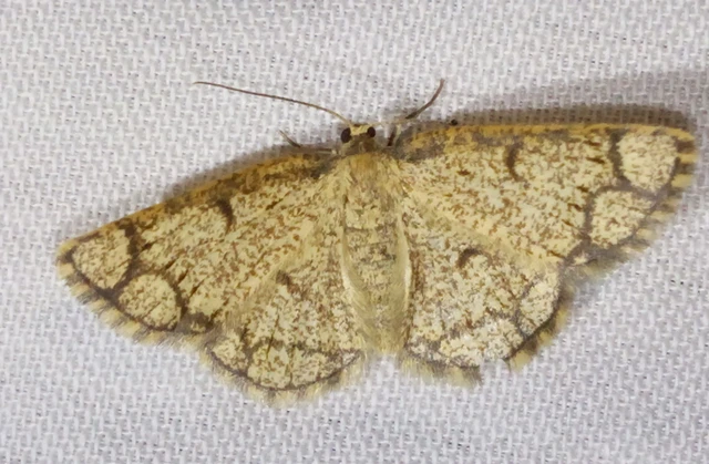 Stegania cararia - gyűrűs nyáraraszoló